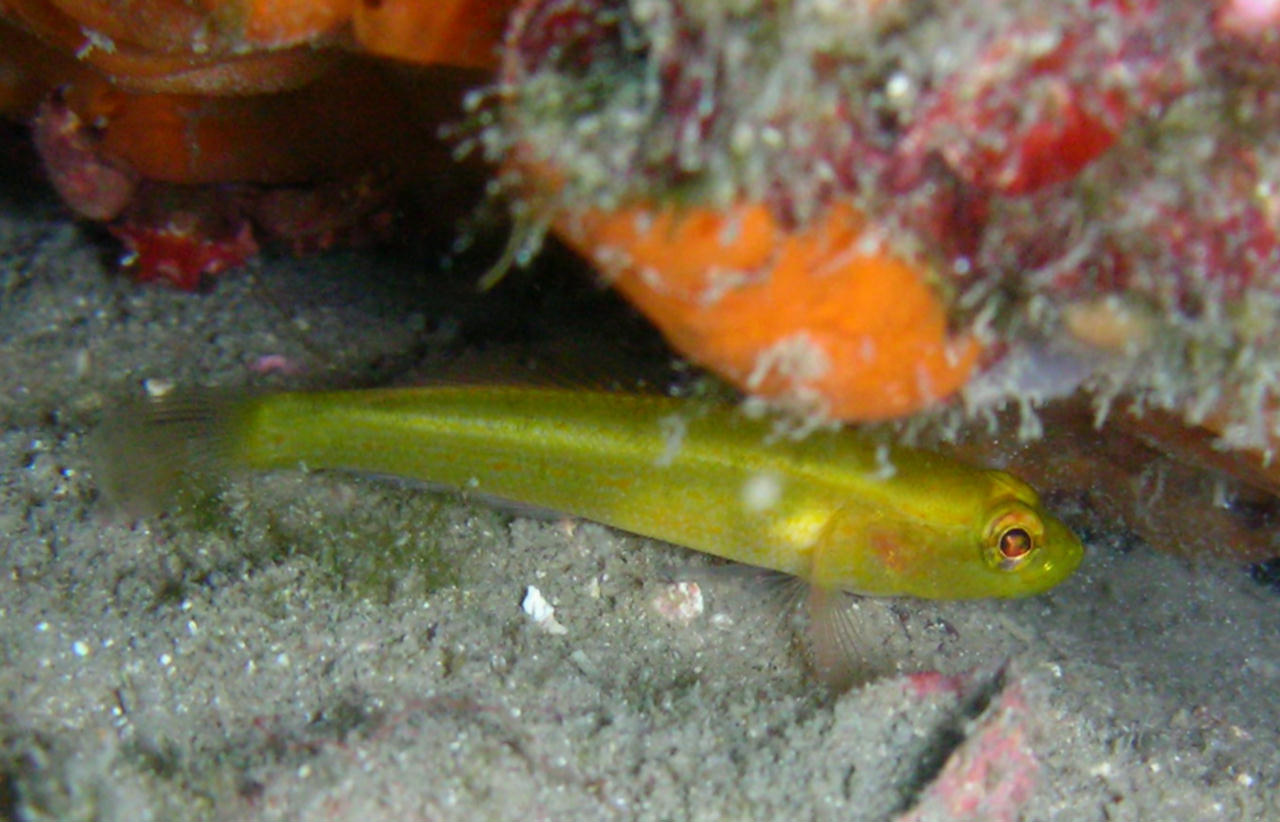 Gobius auratus (Ghiozzo dorato)